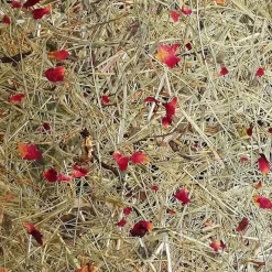 Almut von Wildheim Bæredygtige Lamper><noscript><img width=