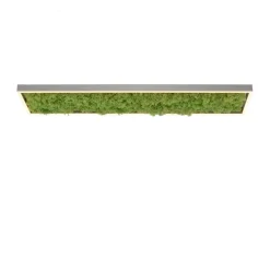 Green Knut LED-loftlampe med ægte mos^JUST LIGHT. GmbH Hot