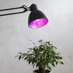 LED plantepære thrive, traditionel glødepære A60, E27, 6,5 W rød^STAR TRADING New