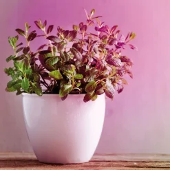 Paulmann LED-plantepære E14 R50 4W